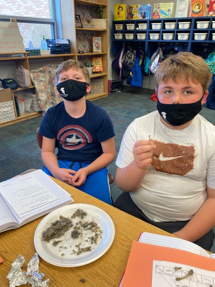 owl pellets 